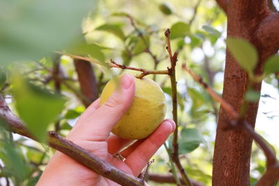 Close-up of a hand plucking fruit