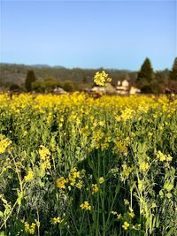 Yellow flowering plants on field