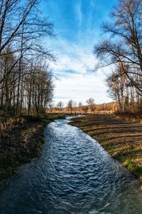 Scenic view of river amidst trees against sky