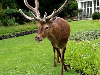 Deer on field