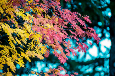 Low angle view of flowering plant on tree