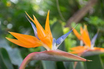 Close-up of orange flower