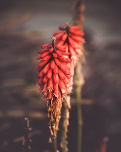 Close-up of red flower