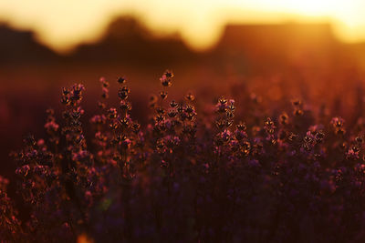 Close-up of plants against sky during sunset