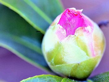 Close-up of pink flower