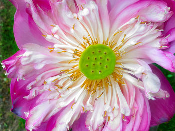 Close-up of pink flower