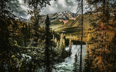 Scenic view of lake in forest against sky