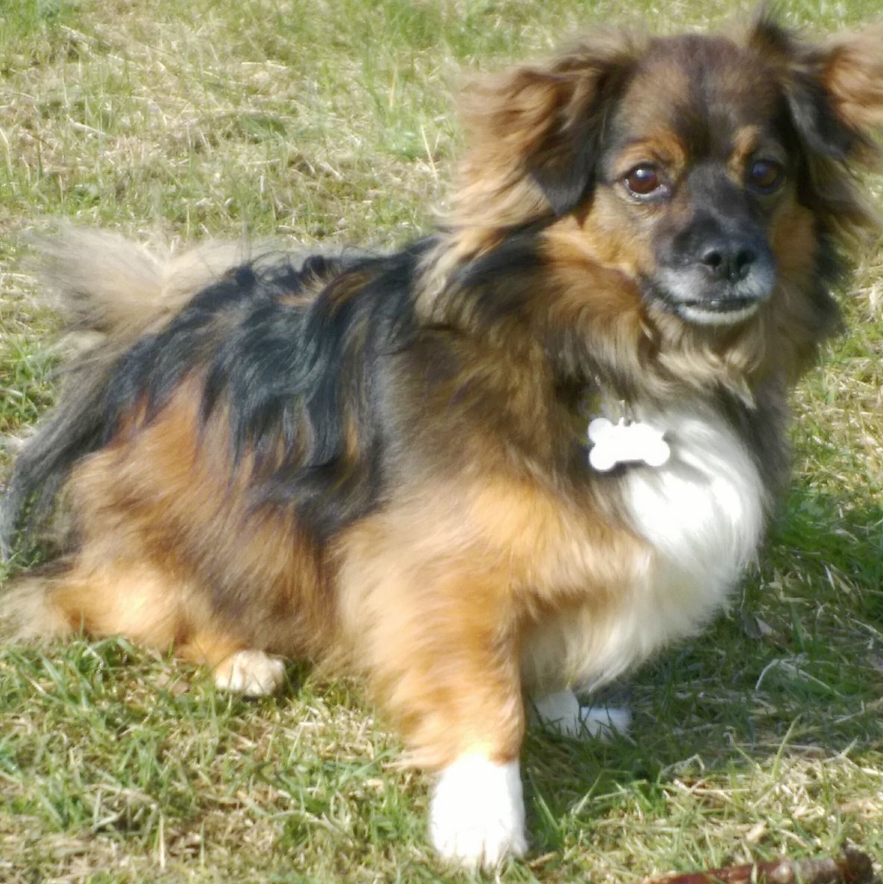 grass, dog, animal themes, pets, mammal, one animal, domestic animals, field, no people, portrait, day, outdoors, nature, cavalier king charles spaniel