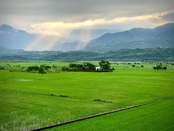 Scenic view of agricultural field against sky