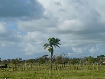 Palm trees on field against sky