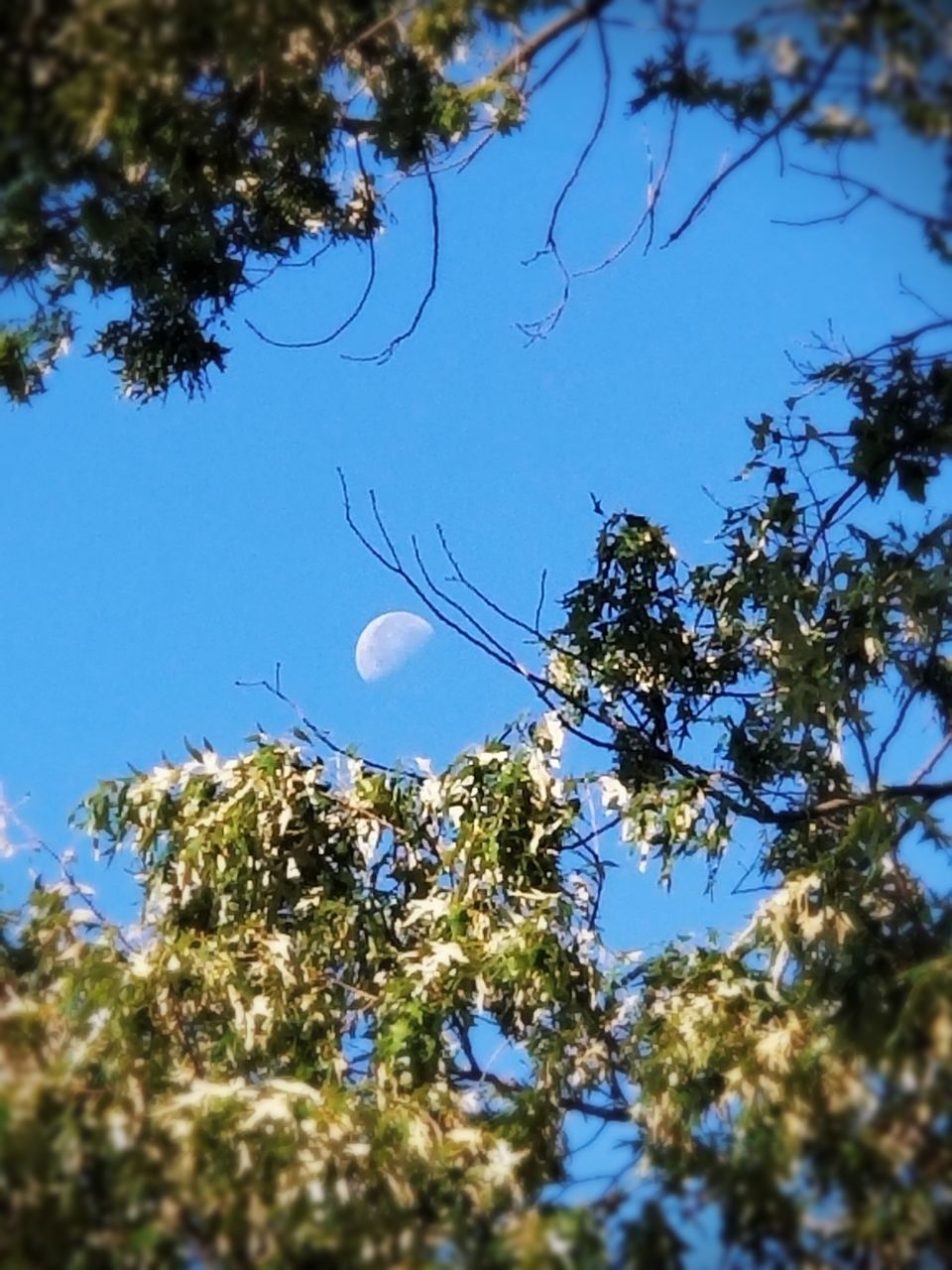 plant, tree, low angle view, sky, growth, blue, nature, no people, beauty in nature, clear sky, day, sunlight, selective focus, branch, outdoors, tranquility, leaf, focus on background, plant part, sunny, spring