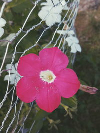 Close-up of pink flower blooming outdoors