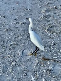 High angle view of a bird