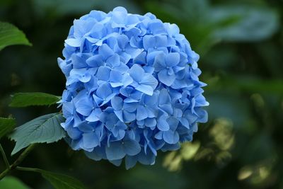 Close-up of blue hydrangea flowers