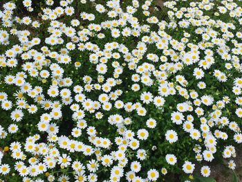 Full frame shot of white daisies blooming in park