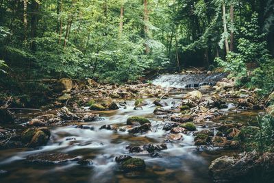 Stream amidst trees in forest