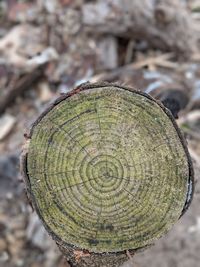 Close-up of tree stump