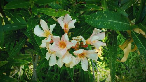 Close-up of white flowers blooming on tree