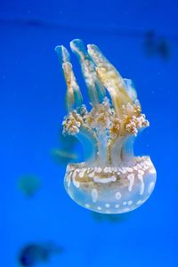 Close-up of jellyfish against blue background