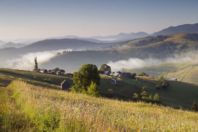 Scenic view of agricultural field against sky