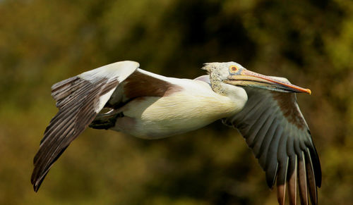 Close-up of a bird flying