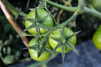 Close-up of fruit on plant