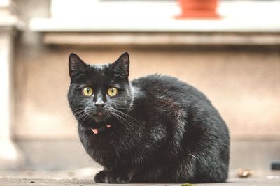 Close-up portrait of cat on table