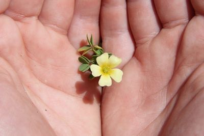 Close-up of woman holding flower