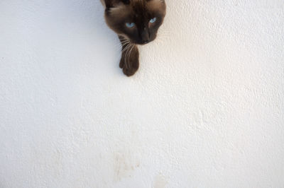 Close-up portrait of kitten