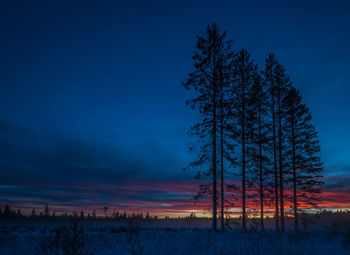 Sunset at pine forest at vrads sande, denmark