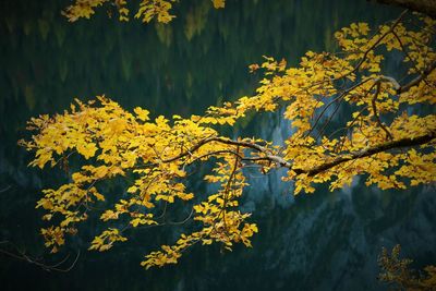 Close-up of yellow flowering plants by lake