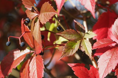 Close-up of red leaves on plant during autumn