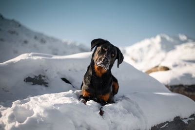 Dog on snow covered mountain