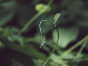 Close-up of green plant