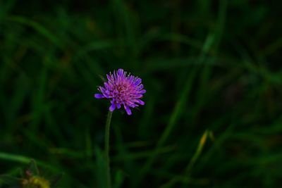 Close-up of purple flower blooming outdoors