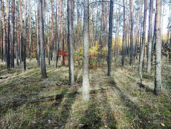 Trees in forest