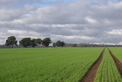 Green agriculture field