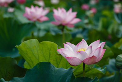 Close-up of pink flowers blooming outdoors