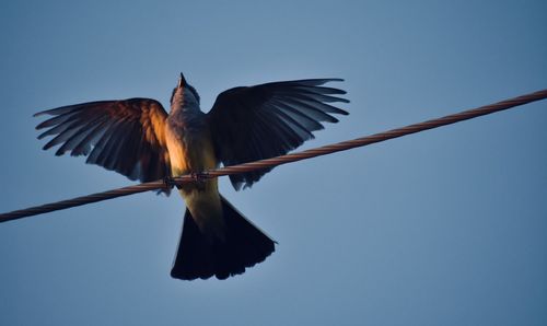 Low angle view of bird flying in sky