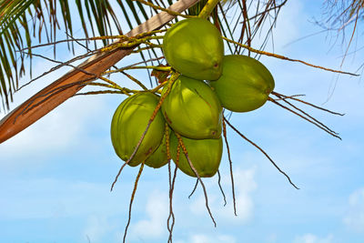 Low angle view of fruit growing on plant against sky