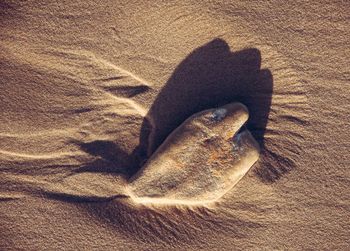 High angle view of a lizard on sand