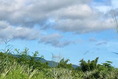 Low angle view of trees against sky