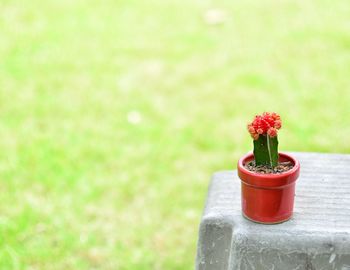 Close-up of red flower