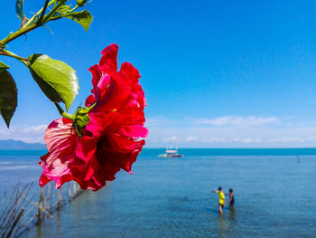 Close-up of red flowers by sea against blue sky