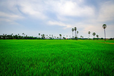 Scenic view of agricultural field against sky