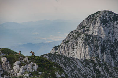 Scenic view of mountain range against sky and black goats