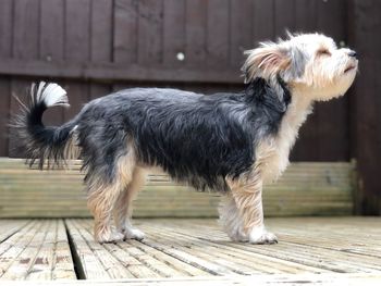 Dog standing on wooden boardwalk