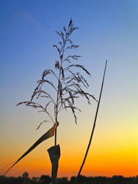 Low angle view of silhouette plant against orange sky