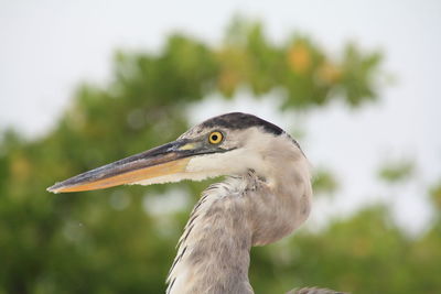 Close-up of gray heron against blurred background