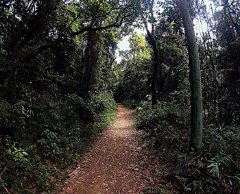 Footpath in park